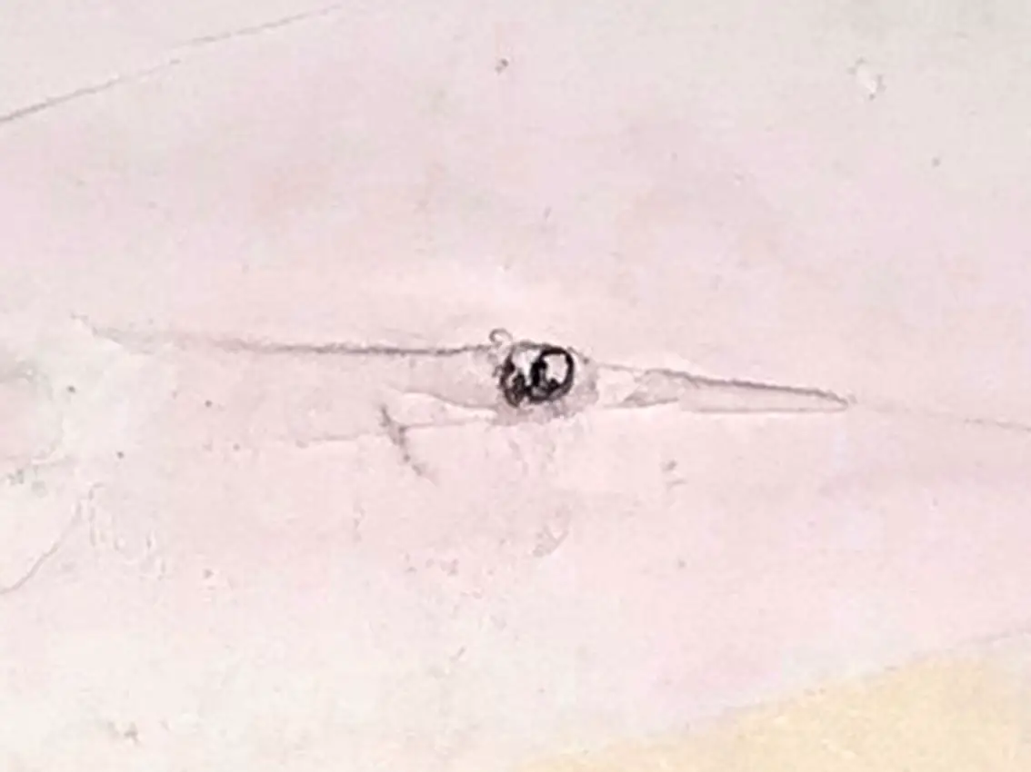 How to Remove a Stuck Drill Bit From Wood? TC Tools